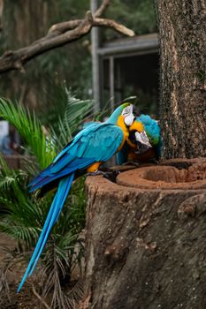 parrot photo