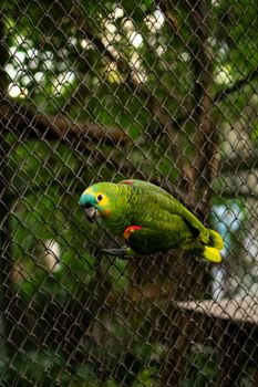 parrot photo