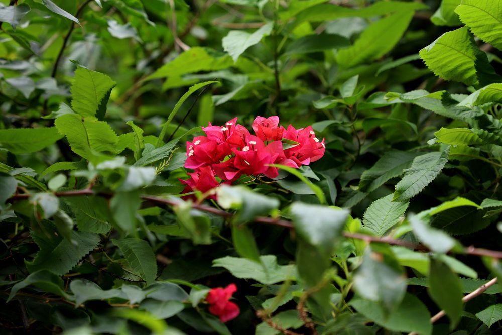 Composition florale Signature Tropicale, univers exotique