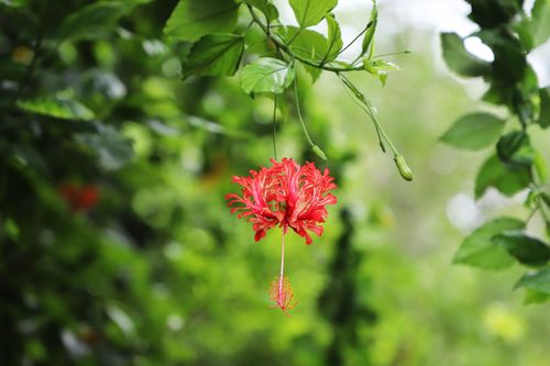 Free Vibrant red hibiscus flower with lush green leaves, symbolizing tropical beauty. Stock Photo