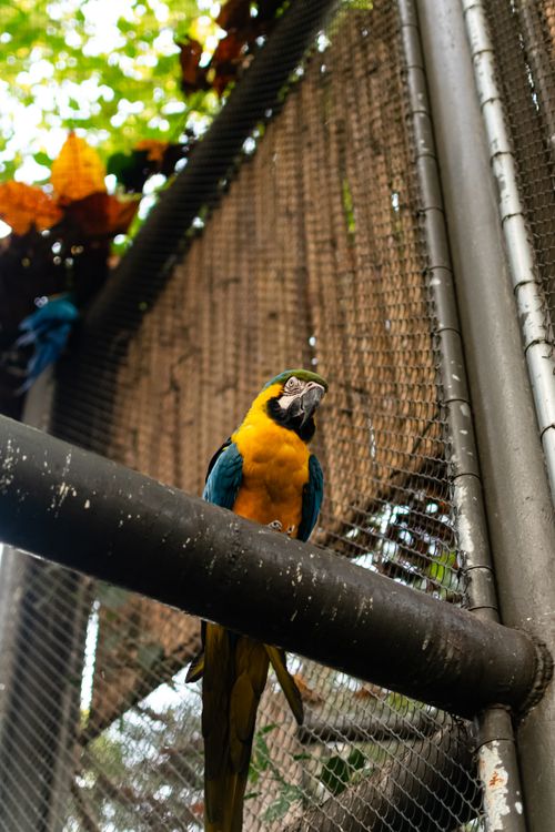 Free Colorful Blue and Yellow Macaw perched in a zoo enclosure, showcasing exotic wildlife in a controlled environment. Stock Photo