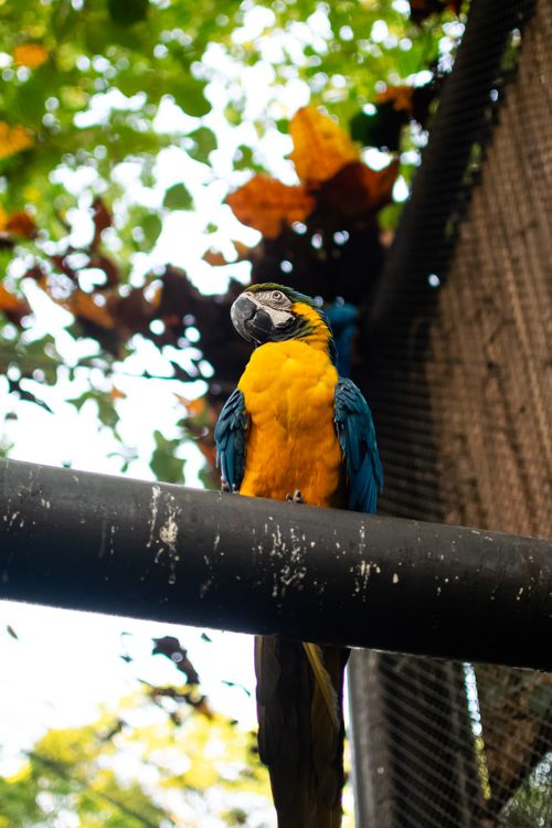Free Vibrant blue and yellow macaw parrot sitting on a perch in a tropical outdoor aviary. Stock Photo