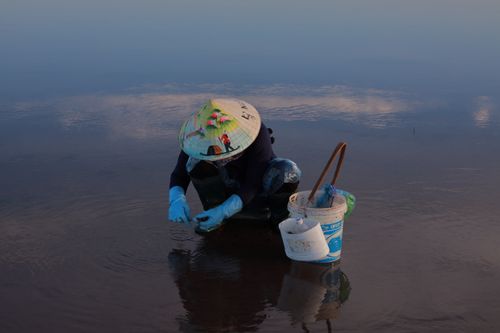 Free A person in a traditional conical hat gathering shells in shallow water at twilight. Stock Photo