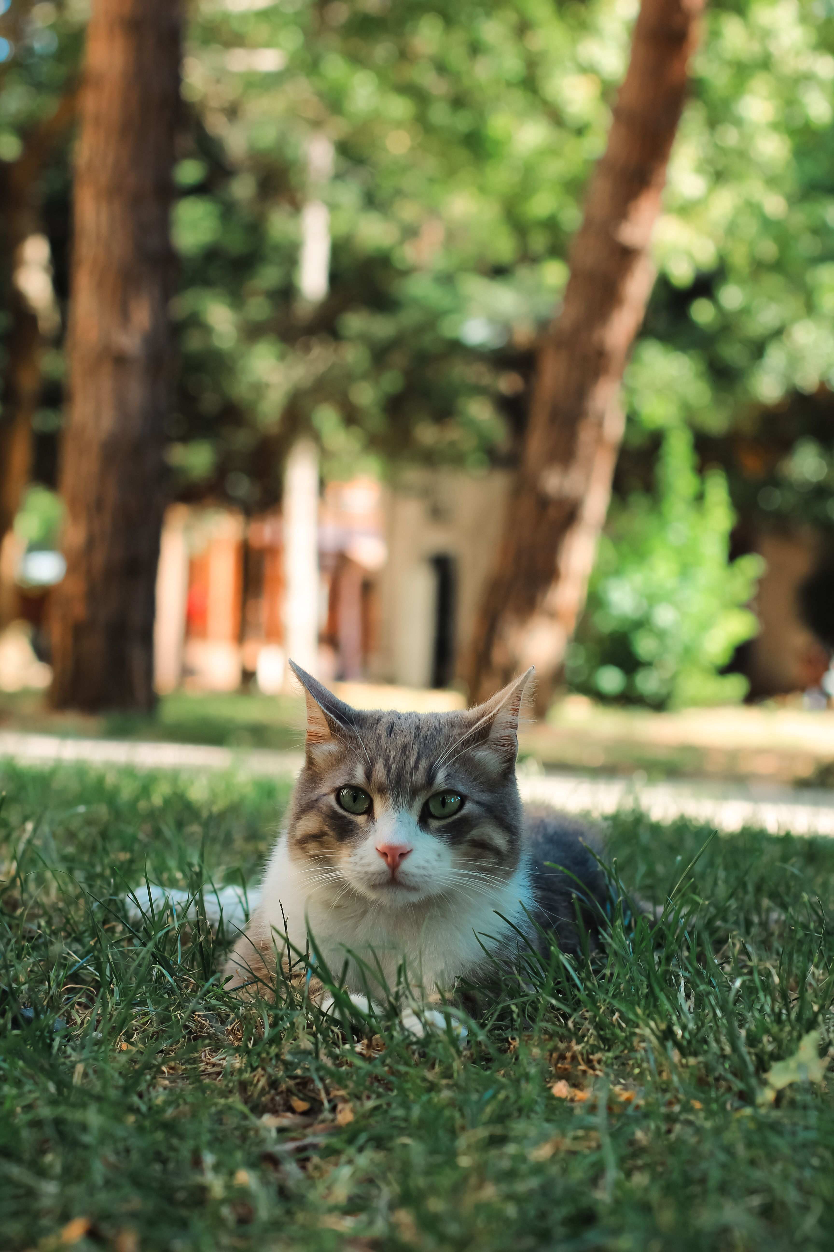 Close-up of a Cat Lying on the Lawn · Free Stock Photo