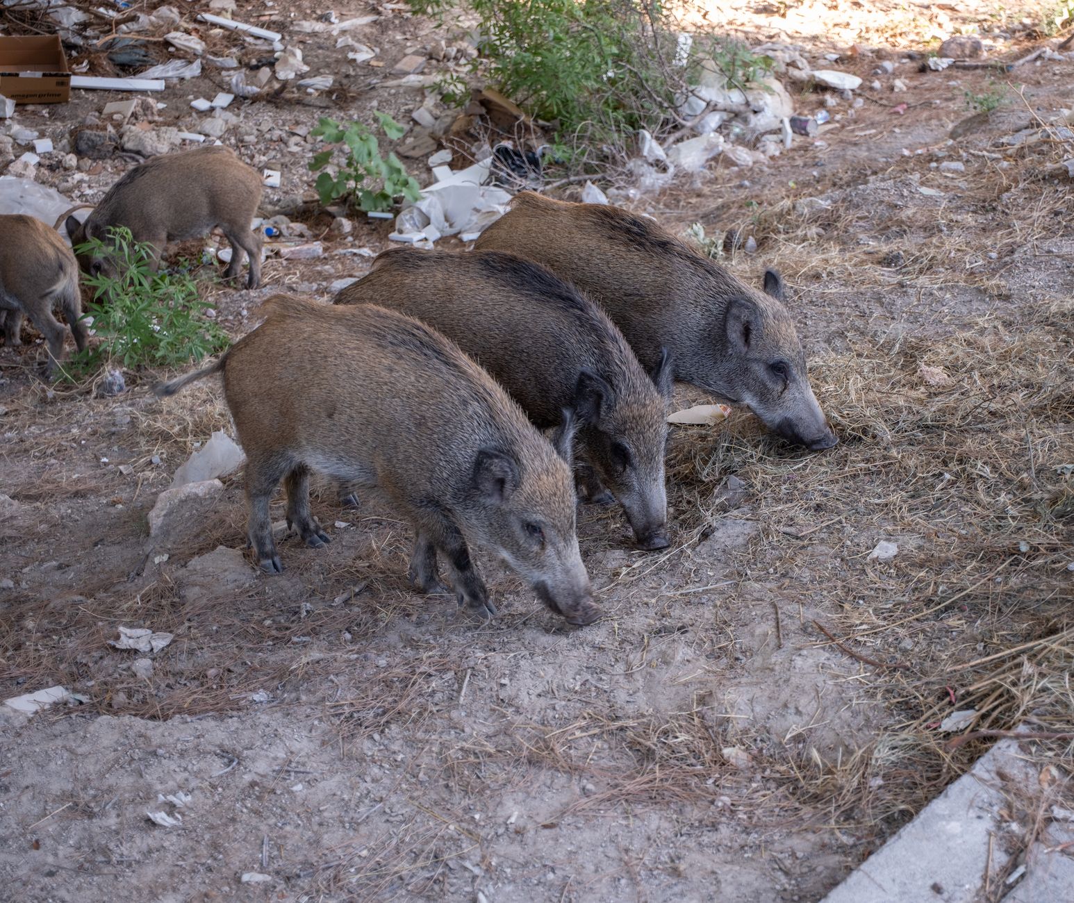 "I cinghiali entrano nei villaggi": Mação cerca soluzioni per fermare gli animali