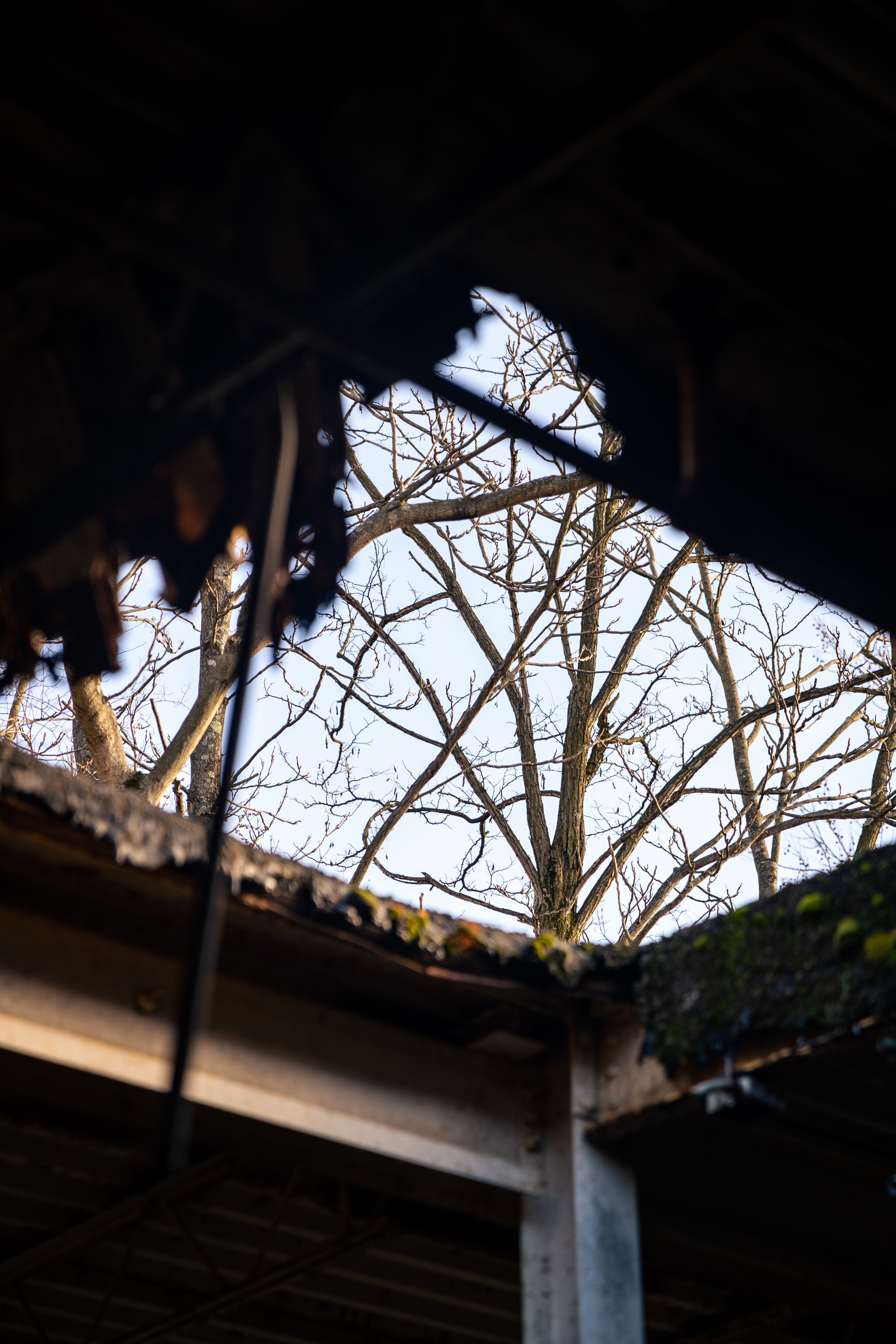 A view of the inside of a building with trees · Free Stock Photo