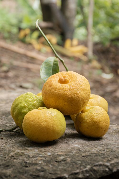 Free A collection of ripe limes on a stone surface in Bagua Grande, showcasing tropical Peruvian agriculture. Stock Photo