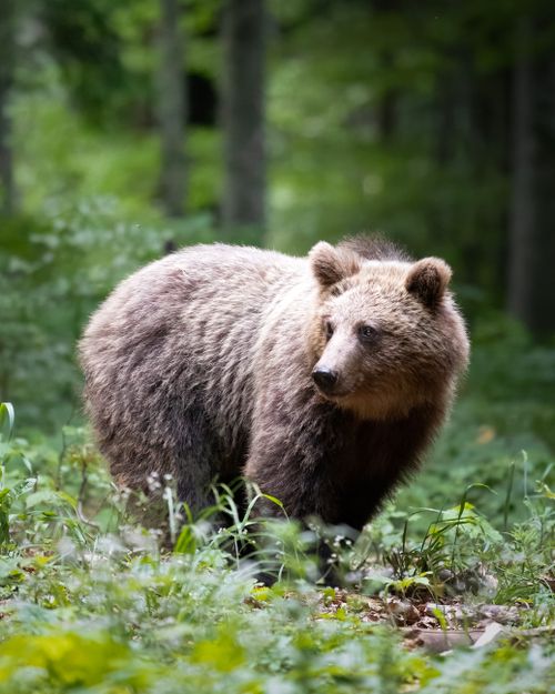 Free Brown bear standing in lush Slovenian forest, captured during summer. Stock Photo