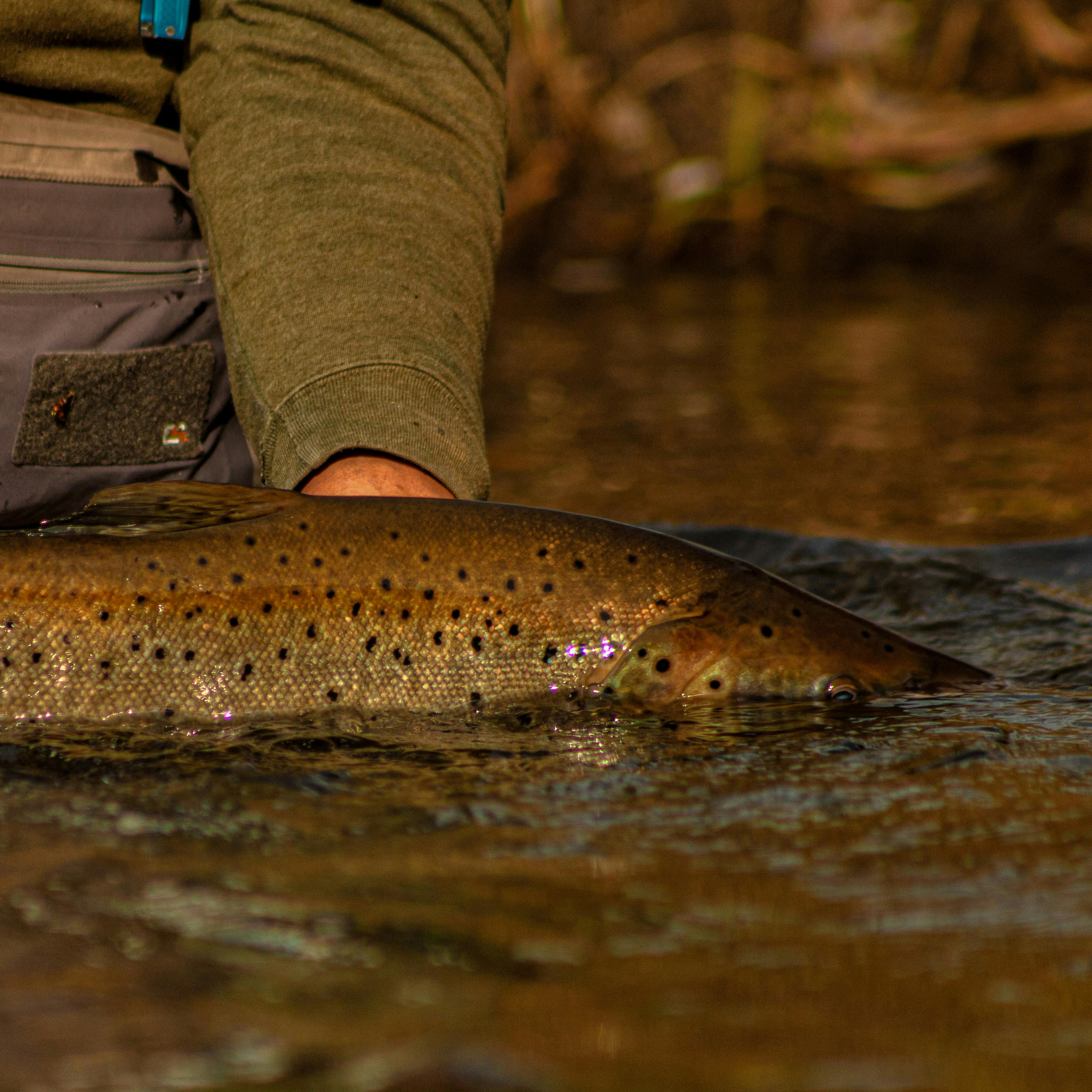 A fisherman releases a brown trout back into the Neuquén River, showcasing catch and release fishing.