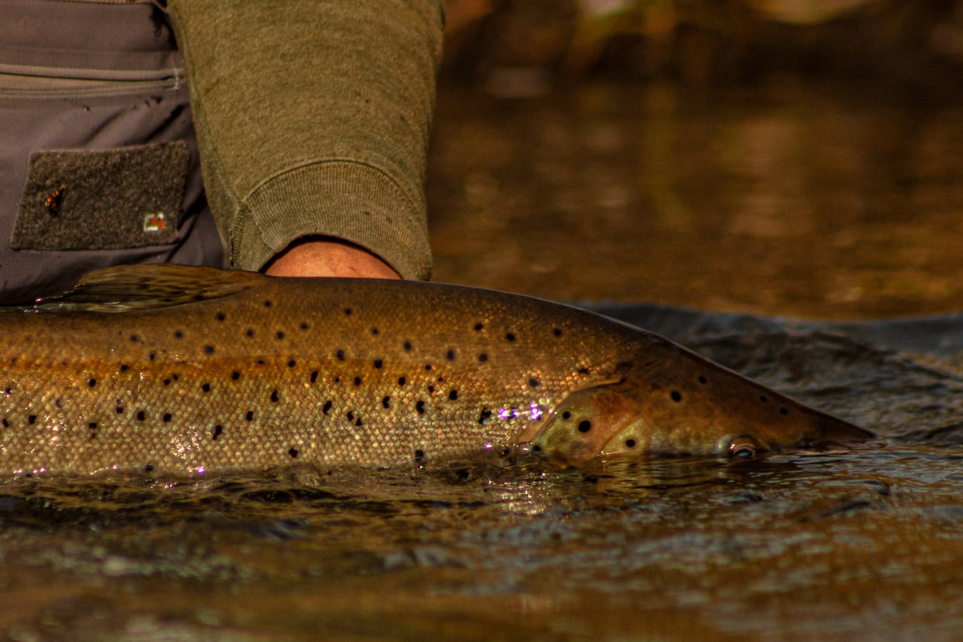 Expert Fishing Advice