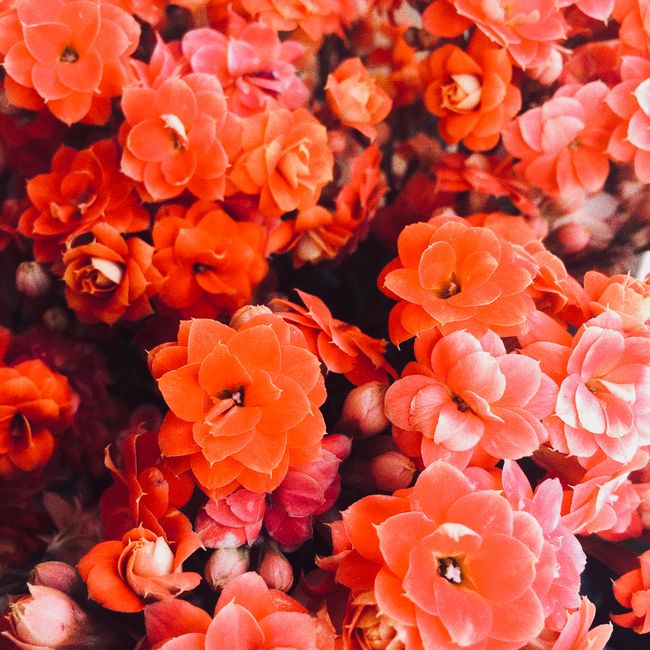 A close-up view of vivid orange Kalanchoe flowers blooming in clusters.