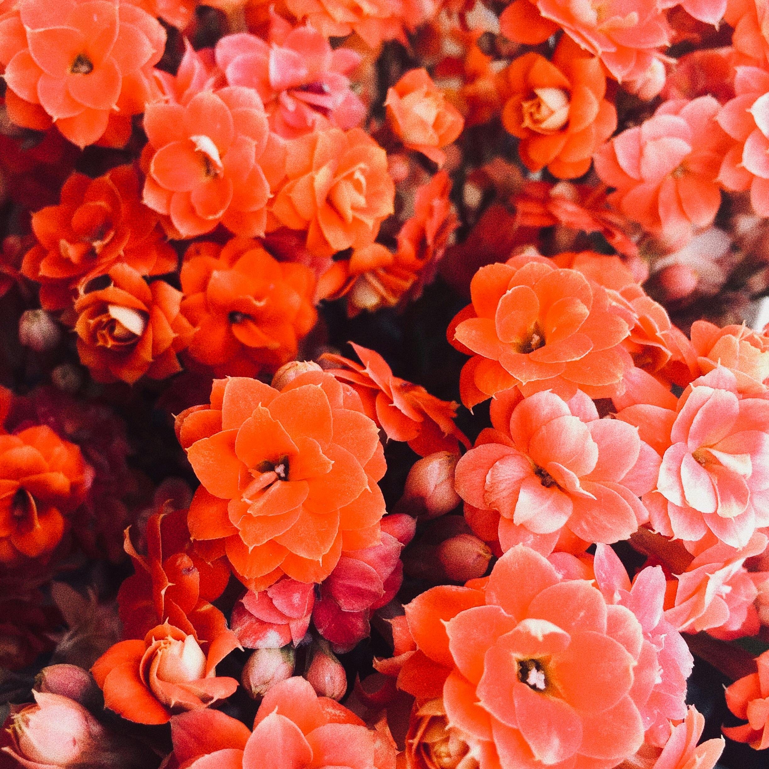 Orange Petaled Flowers · Free Stock Photo