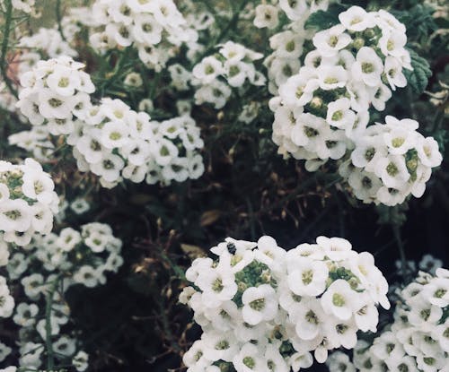 Foto d'estoc gratuïta de bellesa a la natura, blanc, flors boniques