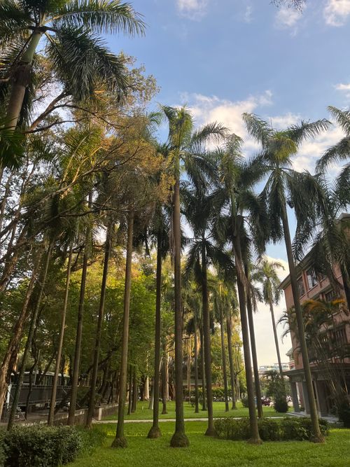 Free Lush green palm trees under a blue sky in a park in Guangzhou, China. Stock Photo