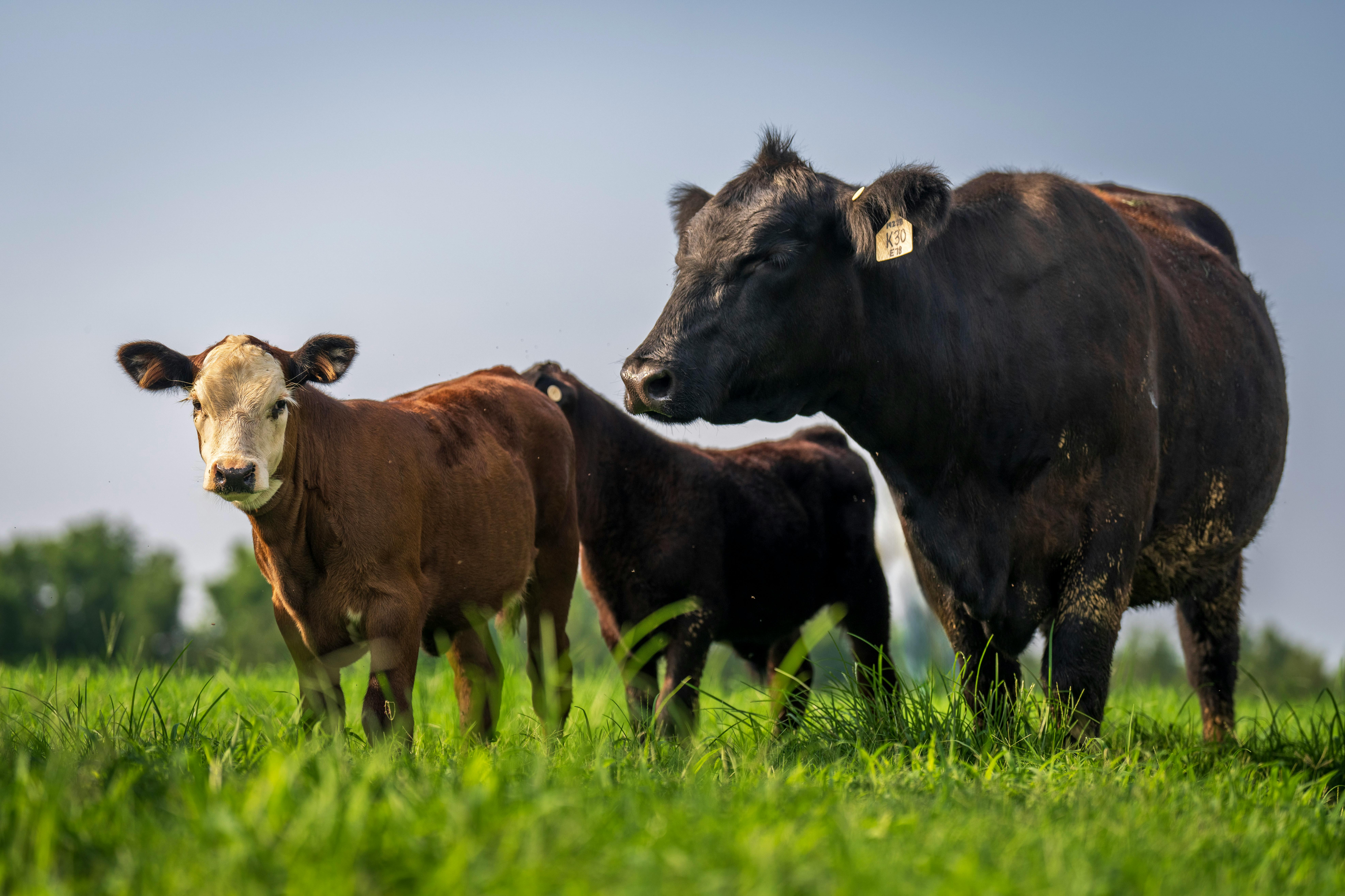 /C O R R E C T I O N -- Elanco Animal Health/ — Photo by Mark Stebnicki on Pexels