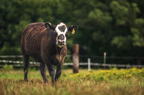 Free A Holstein cow with an ear tag grazes in a lush summer pasture, surrounded by greenery. Stock Photo
