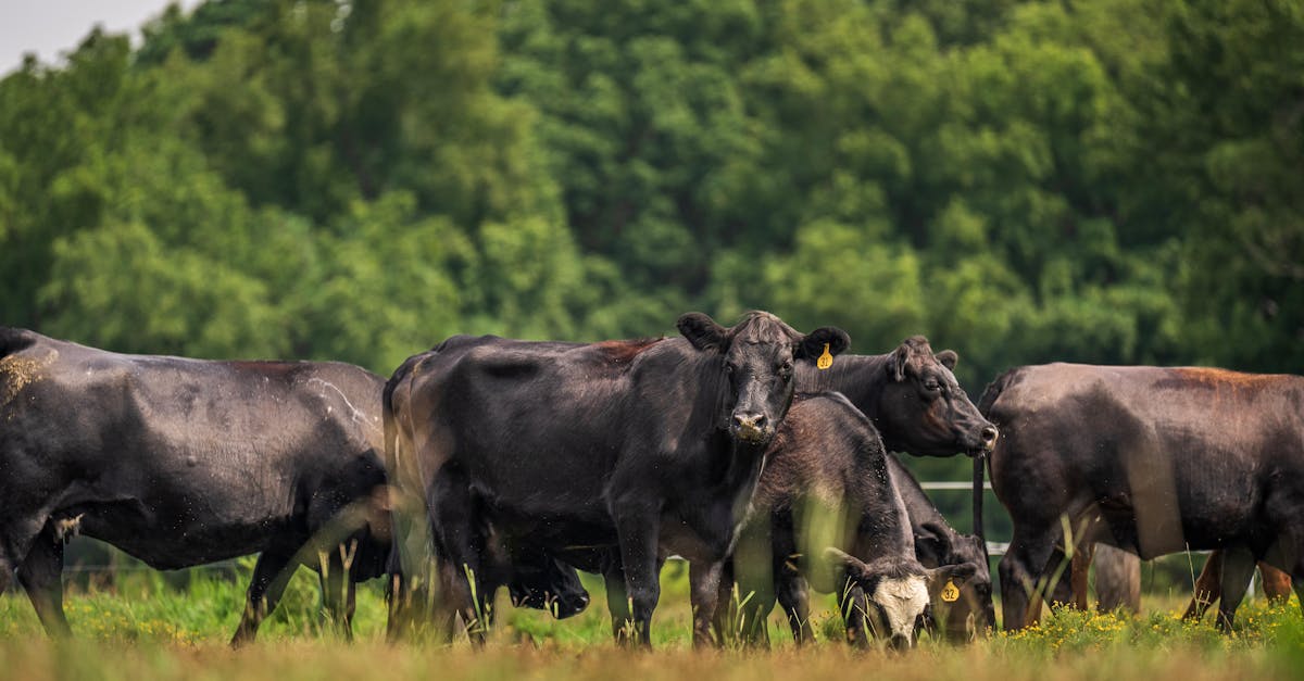 Comment le bétail impacte l'écosystème agricole