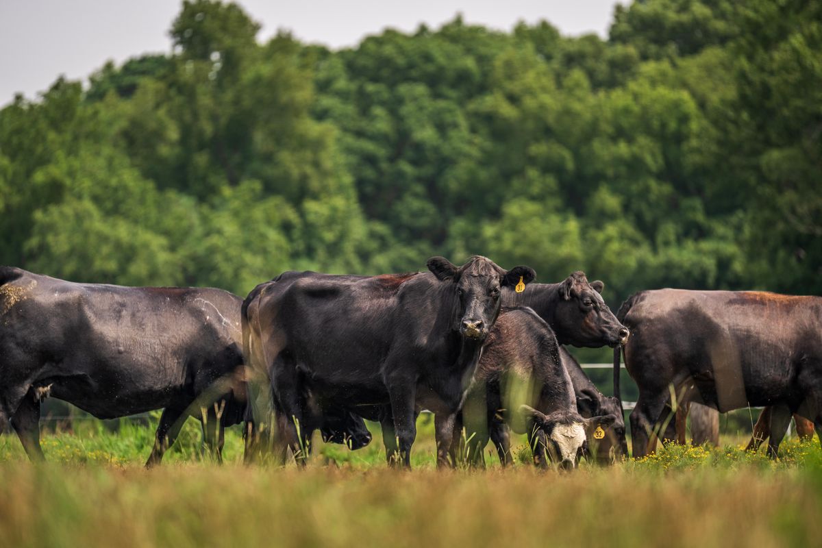 Tropa de ganado Aberdeen Angus pastando en una pradera verde