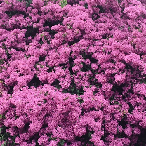 Foto profissional grátis de beleza na natureza, colorista, flor bonita