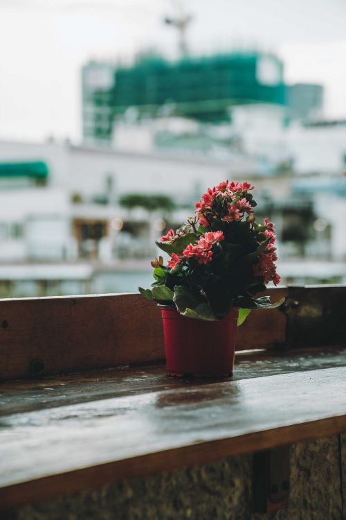 Free A vibrant flower pot on a windowsill with Ho Chi Minh City's urban backdrop. Stock Photo