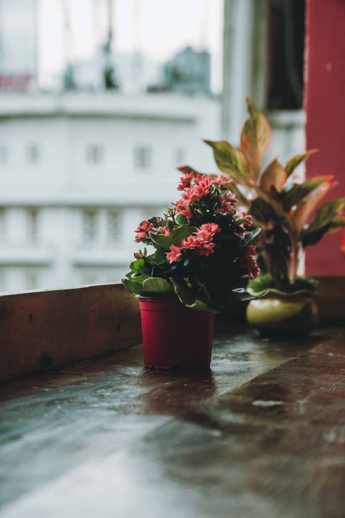 Free Vibrant red flowers in a pot by a window overlooking city buildings, capturing urban serenity. Stock Photo