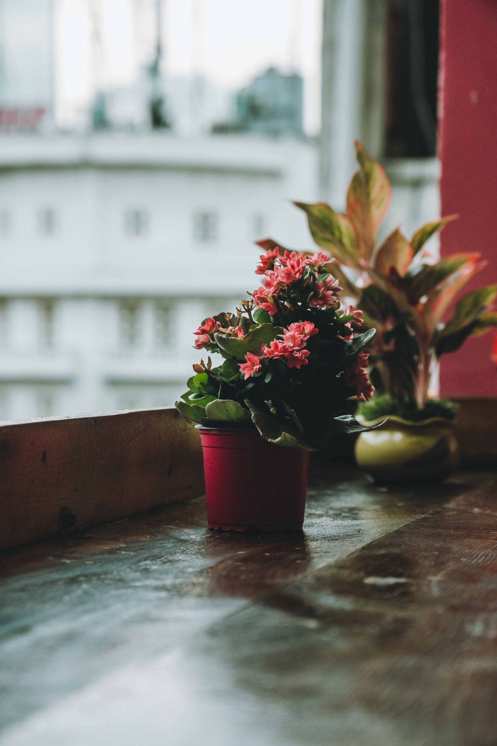 A potted plant sits on a table next to a window · Free Stock Photo