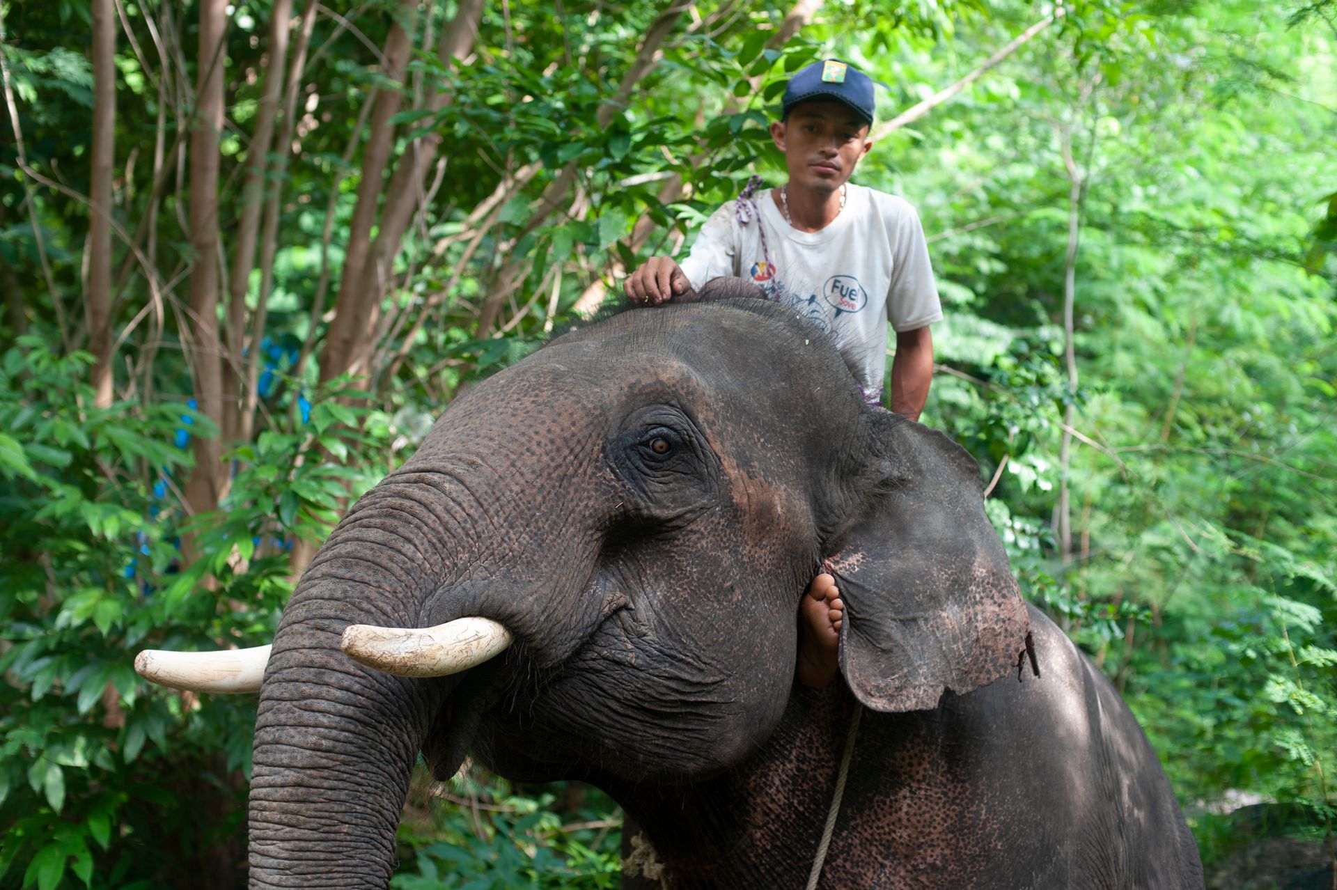 A man rides an Asian elephant through a jungle, showcasing wildlife interaction.