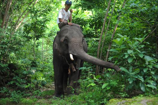 A rider sits atop an elephant in a verdant jungle in Nha Trang, Vietnam.
