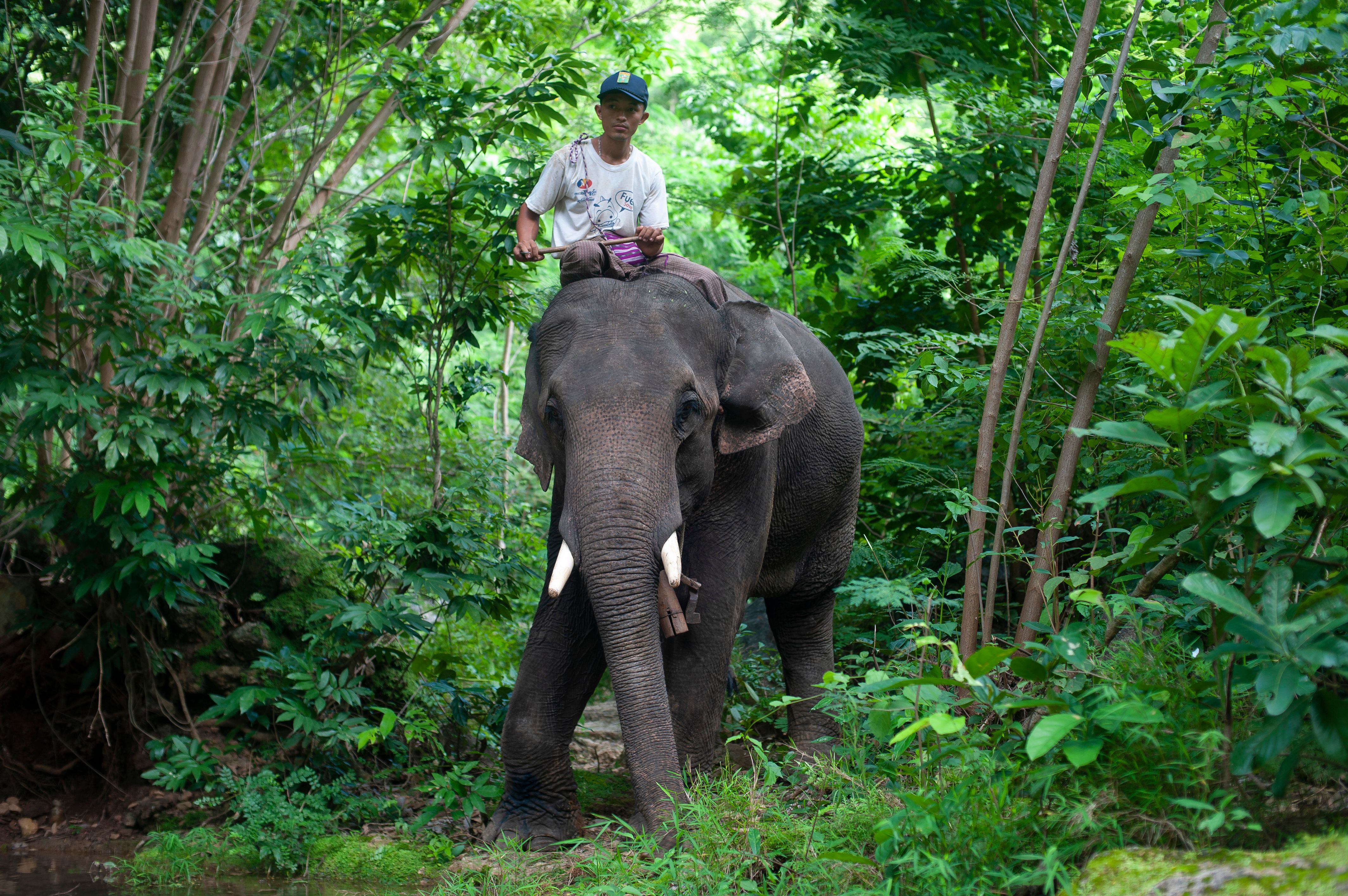 Young Man Riding an Elephant in a Forest · Free Stock Photo