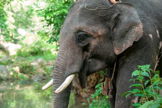 Close-up of a majestic Asian elephant near a lake in Nha Trang, Vietnam.