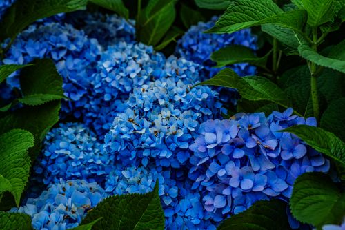 Free Close-up of lush blue hydrangeas blooming in a summer garden surrounded by green leaves. Stock Photo