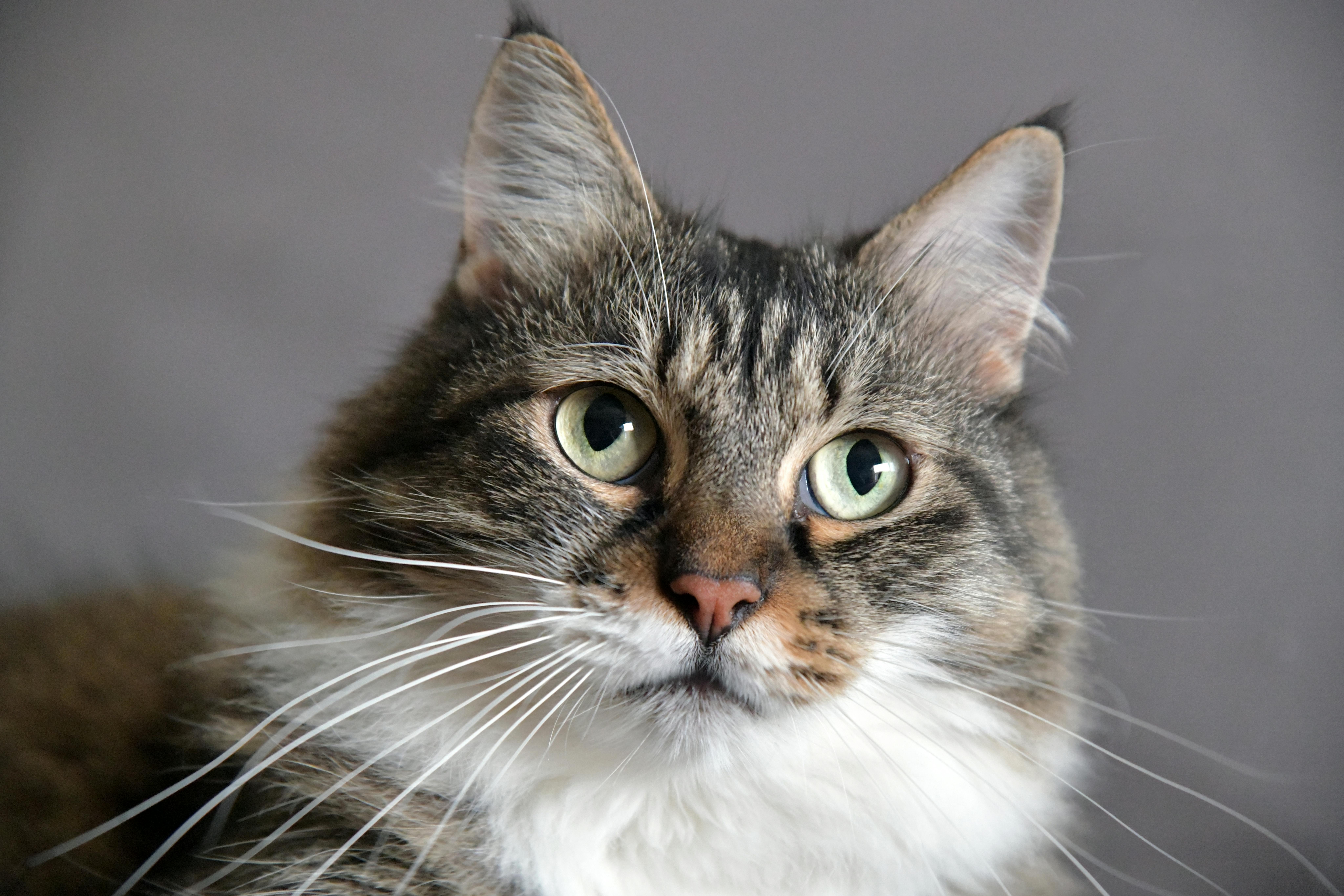 Free stock photo of beautiful, cat, long hair