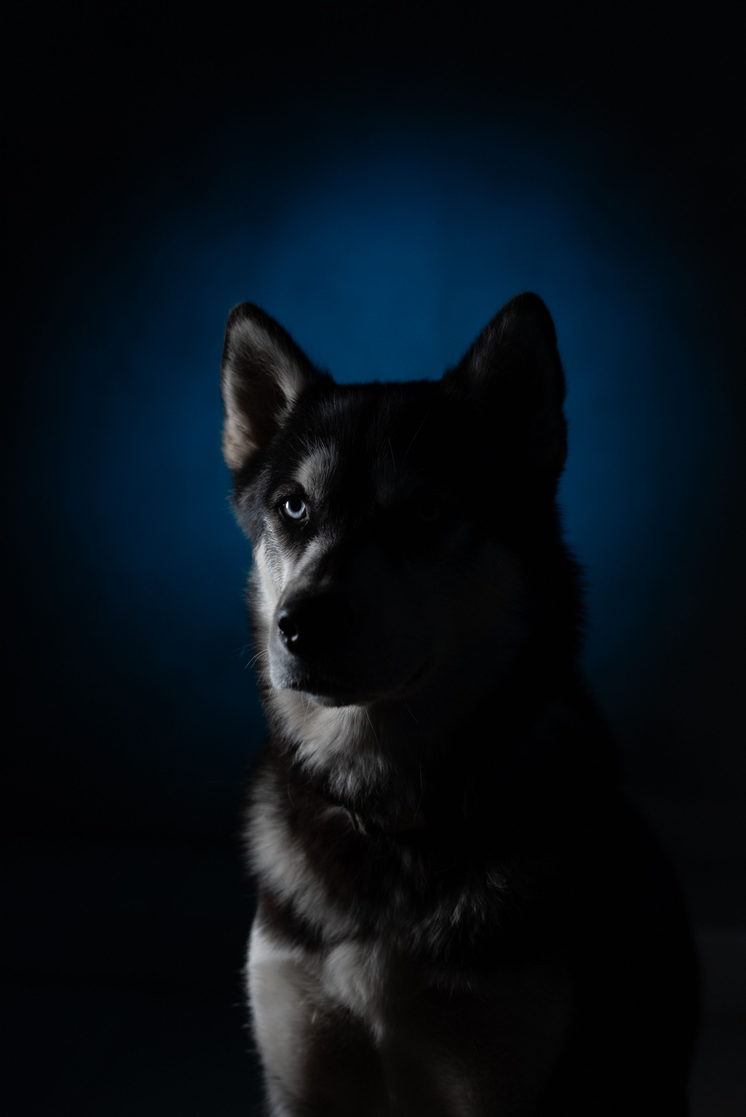Striking studio portrait of a Siberian Husky against a dramatic blue background.