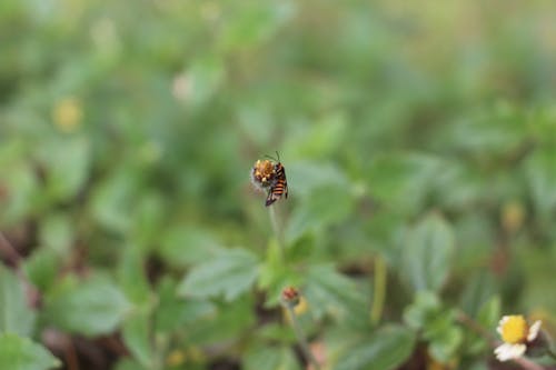 Free stock photo of bee, bug, flower Stock Photo