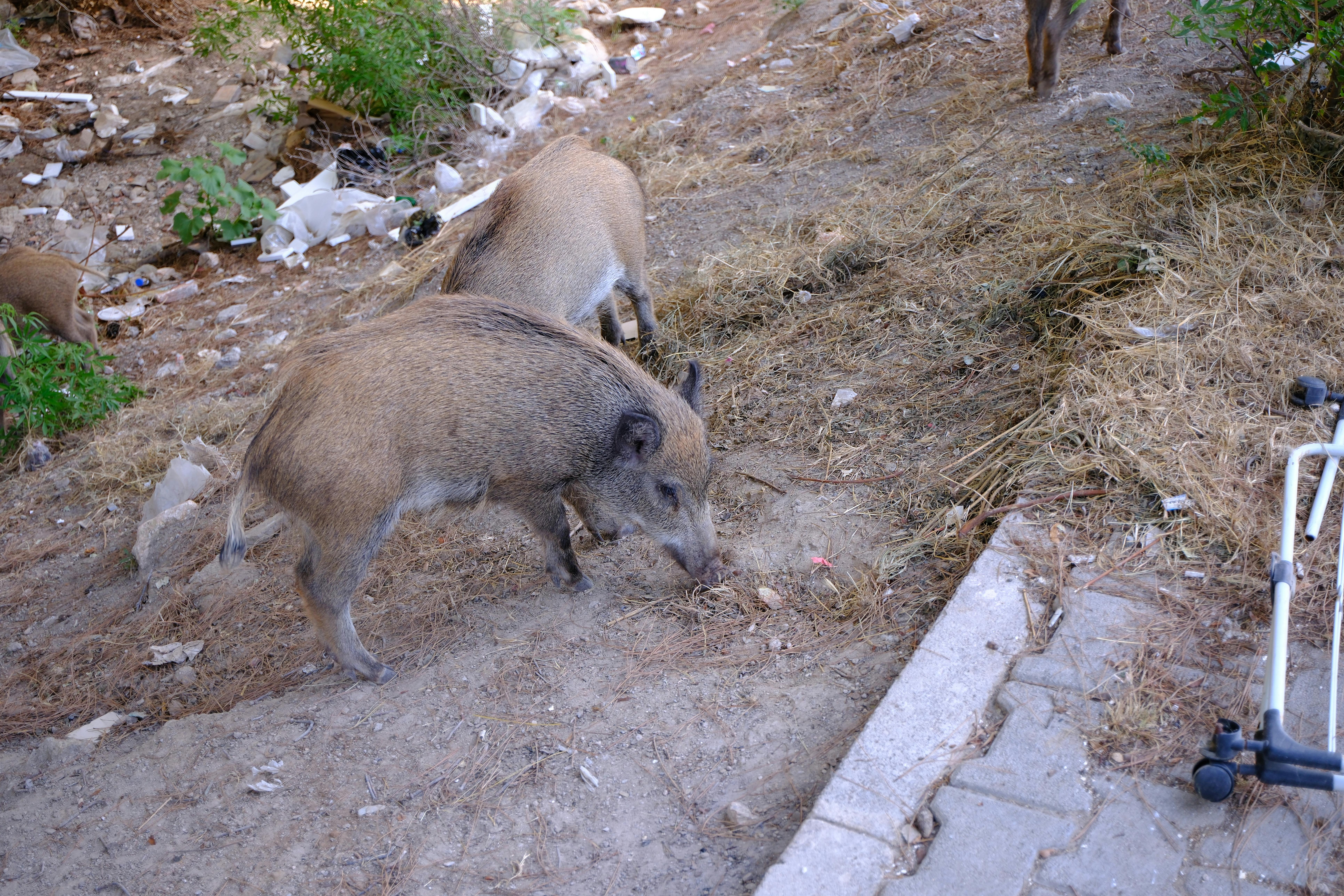 Aardvark Night Foraging — Kalahari South Africa