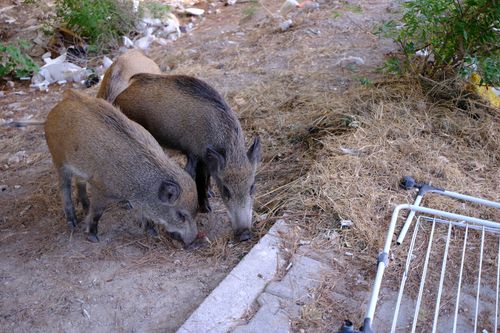 Free Wild boars foraging in an outdoor area in Bornova, İzmir, showcasing rural wildlife. Stock Photo