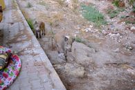 Two wild boars exploring an urban area in Bornova, İzmir, Türkiye.
