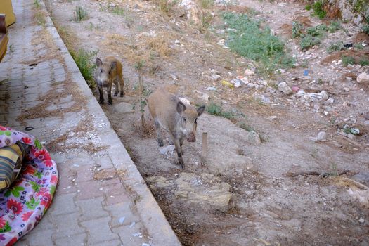 Two wild boars exploring an urban area in Bornova, İzmir, Türkiye.