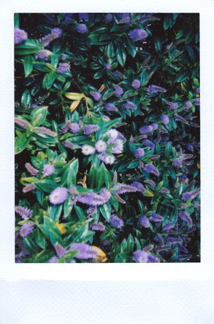 A vibrant display of purple flowers amidst lush green leaves captures nature's beauty outdoor.