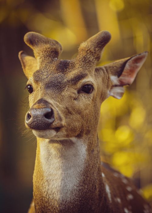 Free Close-up of a chital deer with unique antlers captured in TN, India. Perfect wildlife photography. Stock Photo