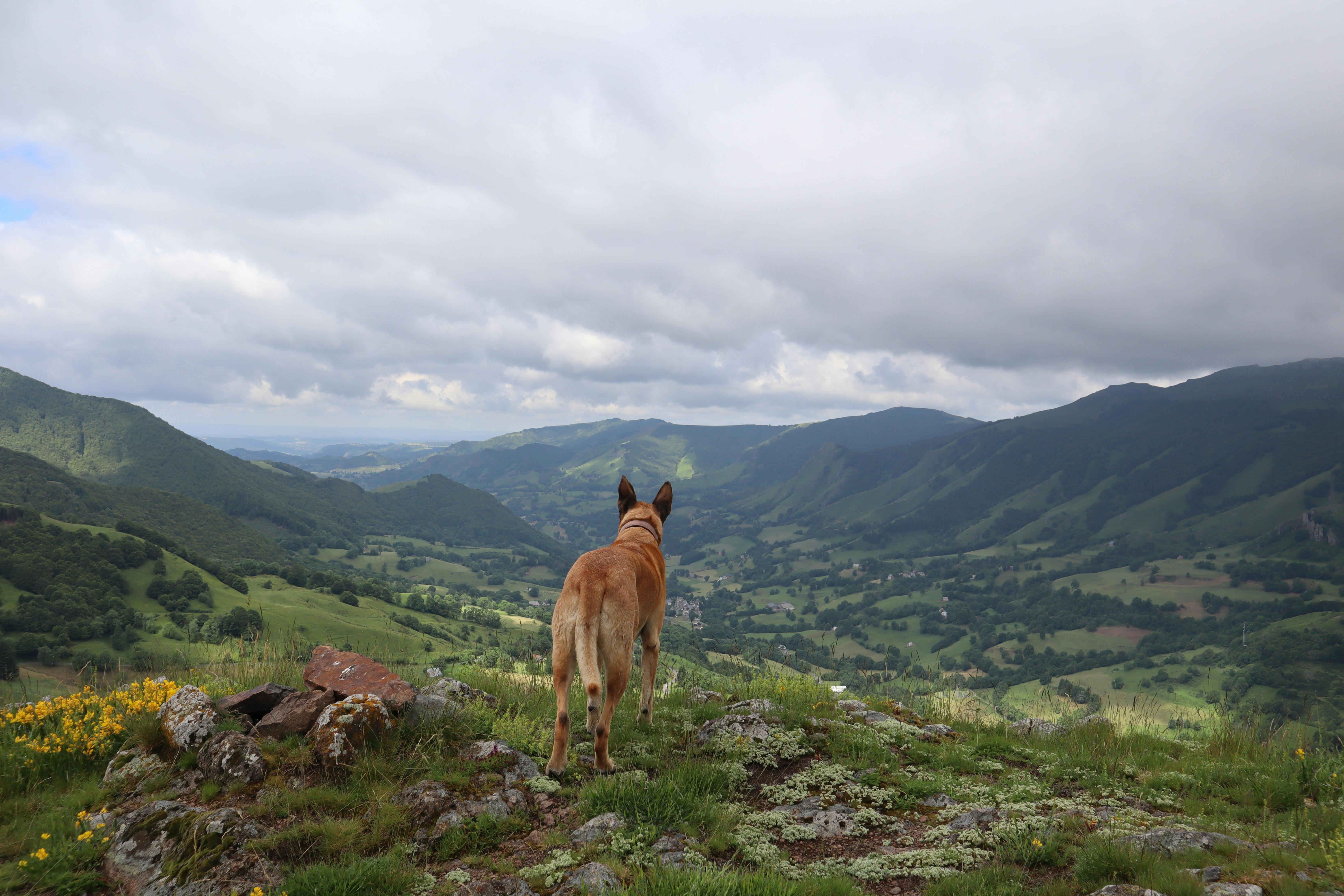 a dog is standing on a hill looking out over a valley