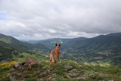 Free Majestic Belgian Malinois dog standing on hilltop, viewing lush green valley under cloudy sky. Stock Photo