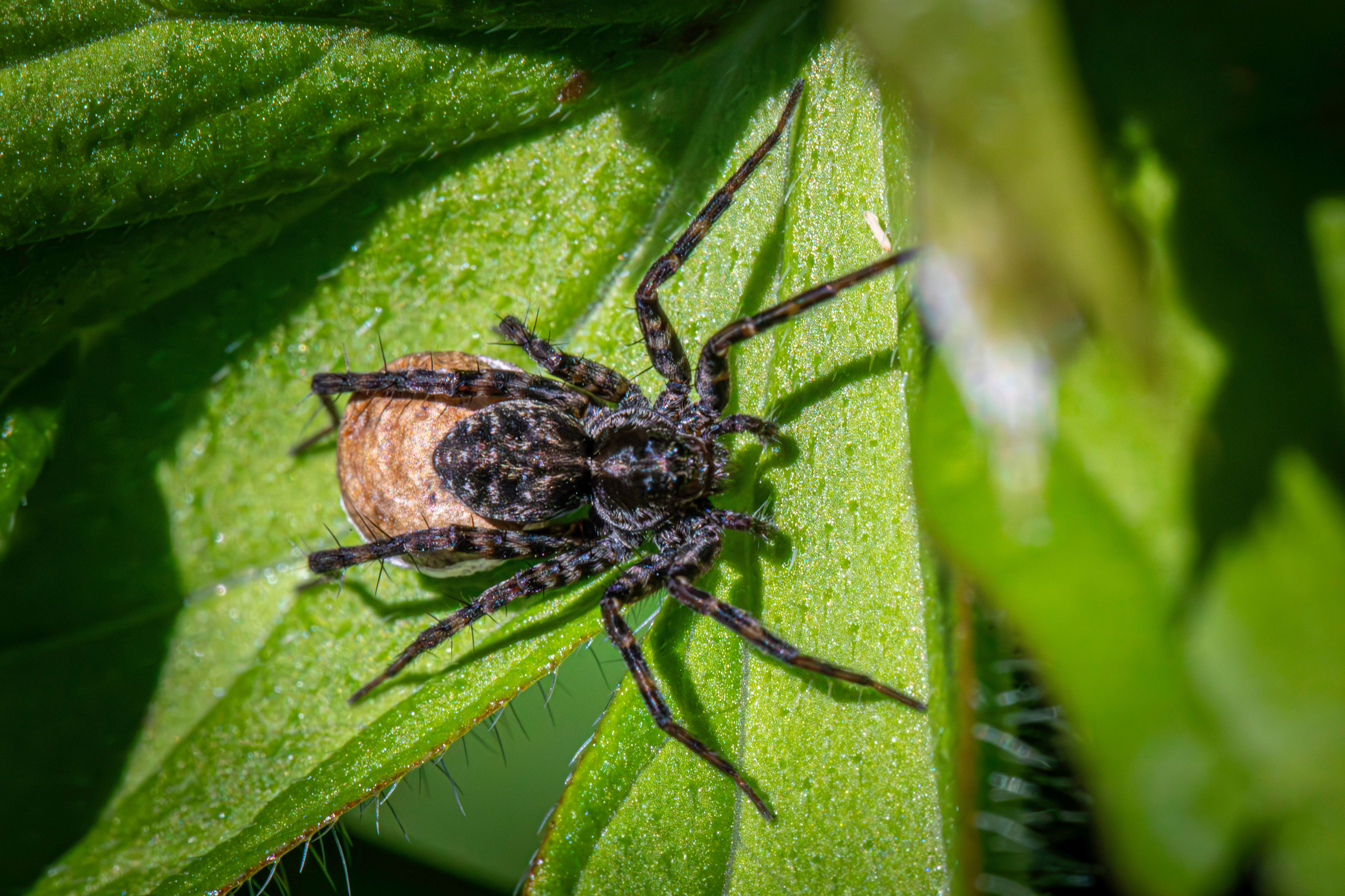 Wolf Spider on Leaf · Free Stock Photo