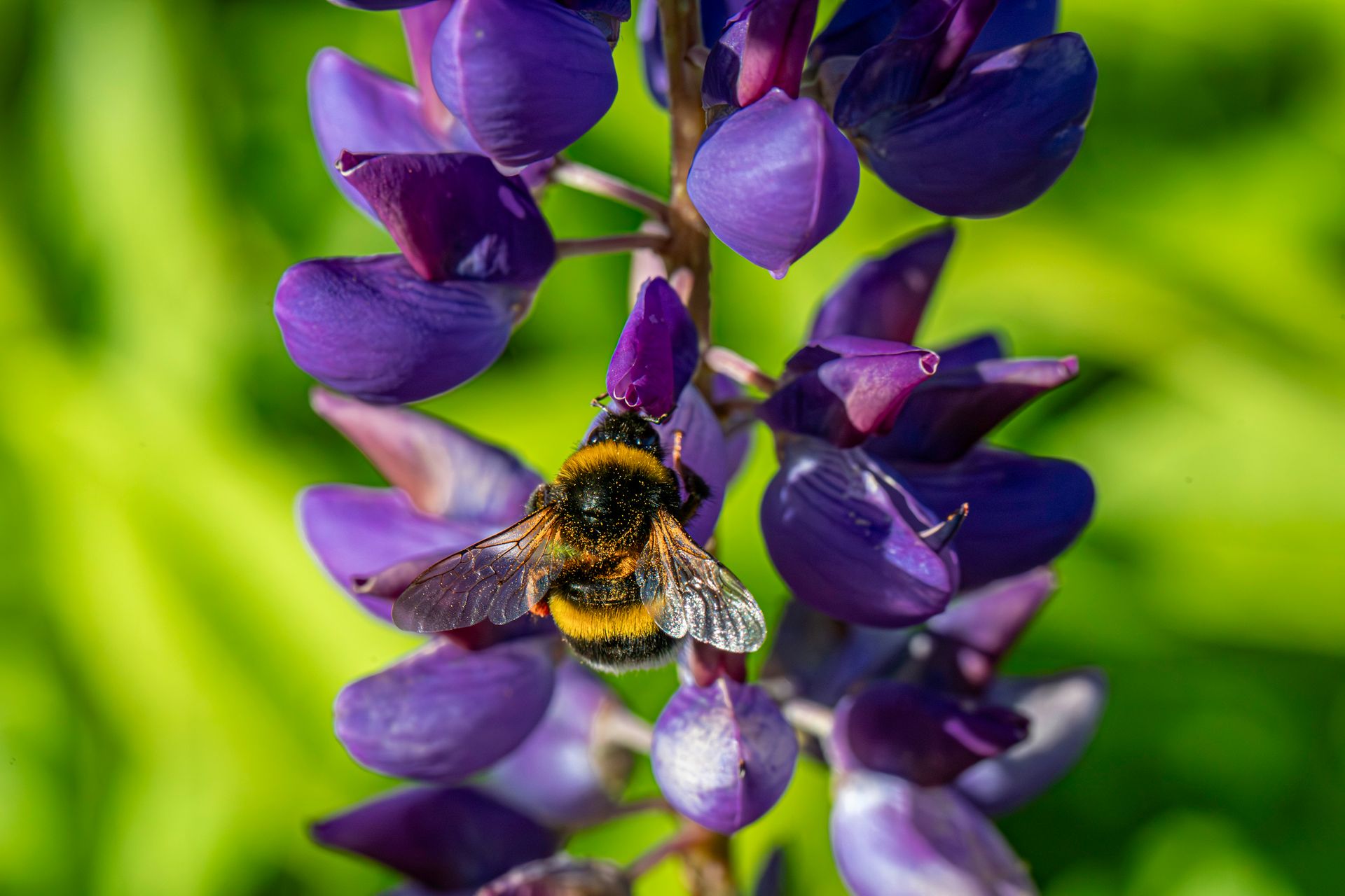 A bee is sitting on top of a purple flower