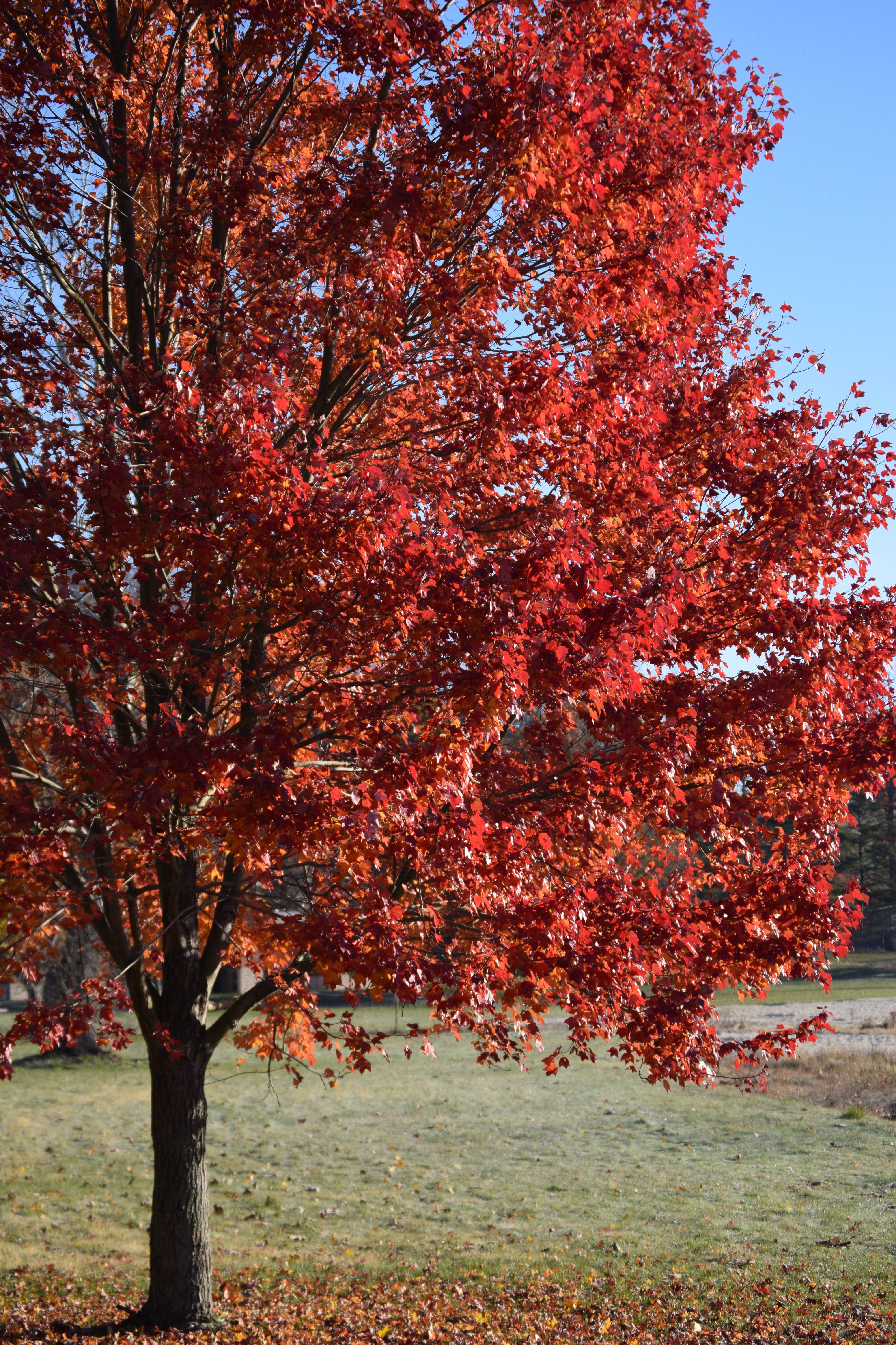 A red tree with red leaves in the fall · Free Stock Photo