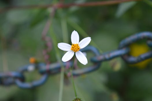 White Flower Focus in chain 