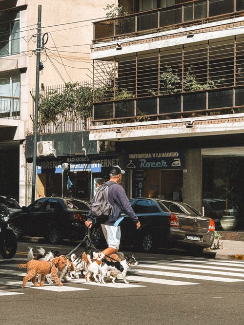 Free A dog walker leads multiple dogs across a bustling city street in Buenos Aires, Argentina. Stock Photo