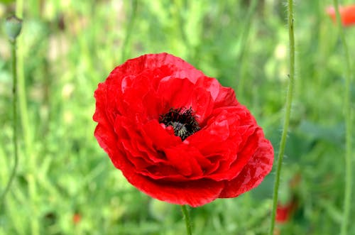 붉은 꽃의 선택적 초점 사진
