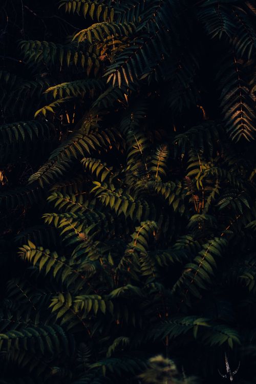 Free Moody image of lush tropical ferns showcasing intricate leaf patterns in low light. Stock Photo