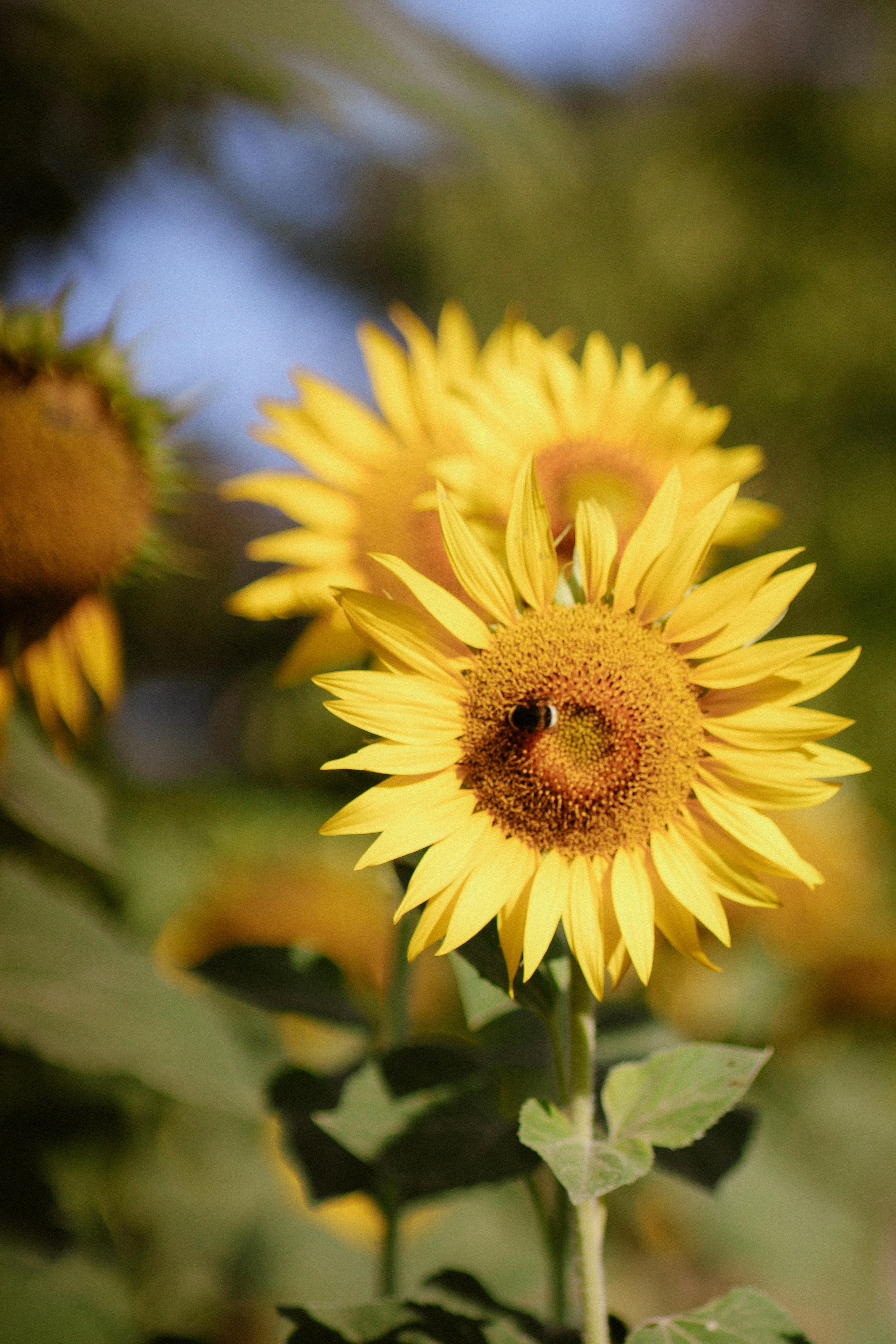 Beautiful sunflowers basking in the summer sun with a bee collecting pollen.
